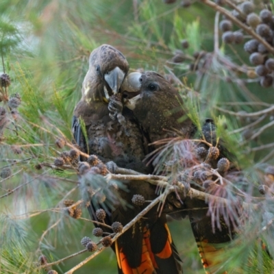 Calyptorhynchus lathami (Glossy Black-Cockatoo) at Brunswick Heads, NSW - 30 Oct 2023 by macmad