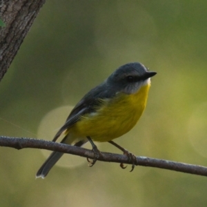 Eopsaltria australis at Brunswick Heads, NSW - 31 Oct 2023 07:10 AM