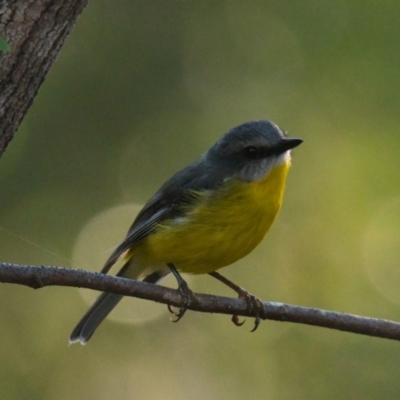 Eopsaltria australis (Eastern Yellow Robin) at Brunswick Heads, NSW - 31 Oct 2023 by macmad