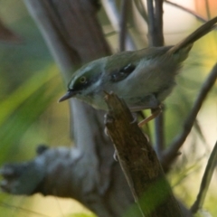 Sericornis frontalis (White-browed Scrubwren) at Brunswick Heads, NSW - 31 Oct 2023 by macmad