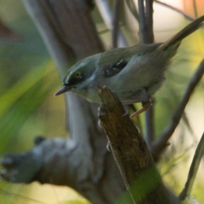 Sericornis frontalis (White-browed Scrubwren) at Brunswick Heads, NSW - 30 Oct 2023 by macmad