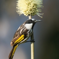 Phylidonyris niger (White-cheeked Honeyeater) at Brunswick Heads, NSW - 30 Oct 2023 by macmad