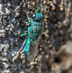 Primeuchroeus sp. (genus) (Cuckoo Wasp) at Holder Wetlands - 11 Nov 2023 by Miranda