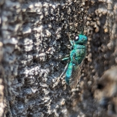 Primeuchroeus sp. (genus) at Holder Wetlands - 12 Nov 2023