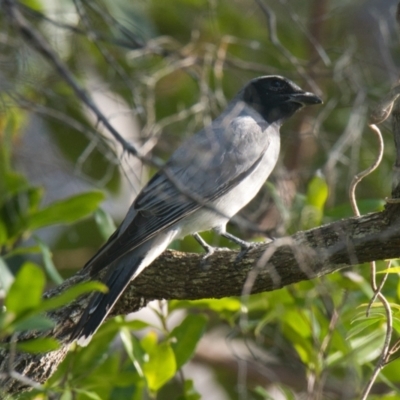 Coracina novaehollandiae (Black-faced Cuckooshrike) at Brunswick Heads, NSW - 31 Oct 2023 by macmad