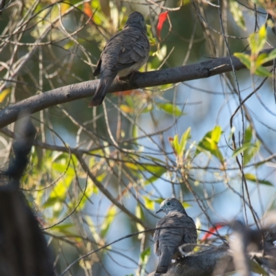 Geopelia placida (Peaceful Dove) at Brunswick Heads, NSW - 30 Oct 2023 by macmad