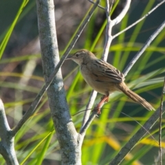 Cincloramphus timoriensis (Tawny Grassbird) at Brunswick Heads, NSW - 31 Oct 2023 by macmad