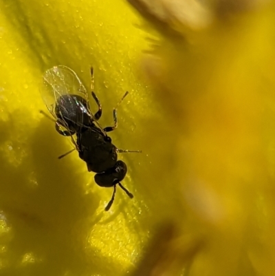 Eurytomidae (family) (Eurytomid wasp) at Holder, ACT - 11 Nov 2023 by Miranda