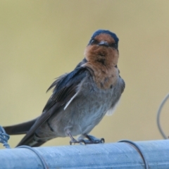 Hirundo neoxena (Welcome Swallow) at Brunswick Heads, NSW - 30 Oct 2023 by macmad