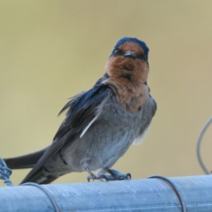 Hirundo neoxena at Brunswick Heads, NSW - 31 Oct 2023