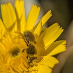 Lasioglossum (Chilalictus) lanarium (Halictid bee) at Holder, ACT - 11 Nov 2023 by Miranda