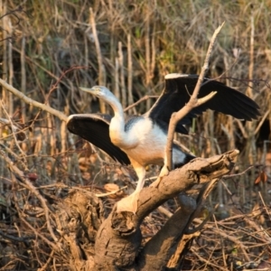 Anhinga novaehollandiae at Brunswick Heads, NSW - 31 Oct 2023