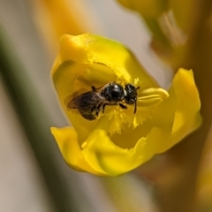 Halictidae (family) at Holder Wetlands - 12 Nov 2023 by Miranda