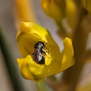 Halictidae (family) at Holder Wetlands - 12 Nov 2023 10:47 AM