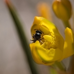 Halictidae (family) at Holder Wetlands - 12 Nov 2023 10:47 AM