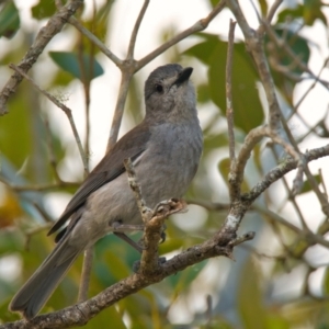 Colluricincla harmonica at Brunswick Heads, NSW - 31 Oct 2023 05:00 PM