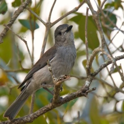 Colluricincla harmonica (Grey Shrikethrush) at Brunswick Heads, NSW - 31 Oct 2023 by macmad