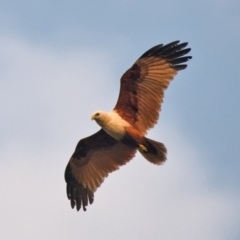 Haliastur indus (Brahminy Kite) at Brunswick Heads, NSW - 31 Oct 2023 by macmad