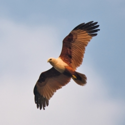 Haliastur indus (Brahminy Kite) at Brunswick Heads, NSW - 31 Oct 2023 by macmad