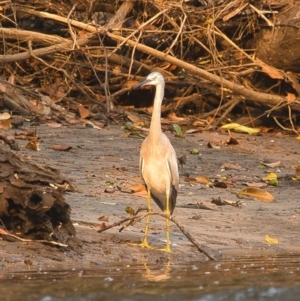 Egretta novaehollandiae at Brunswick Heads, NSW - 31 Oct 2023 05:13 PM