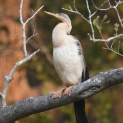 Anhinga novaehollandiae (Australasian Darter) at Brunswick Heads, NSW - 31 Oct 2023 by macmad