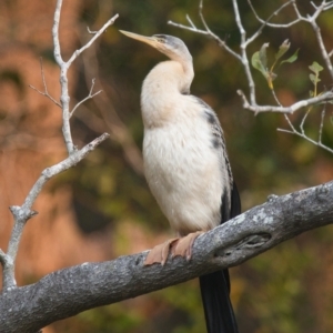 Anhinga novaehollandiae at Brunswick Heads, NSW - 31 Oct 2023