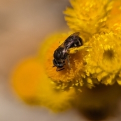 Lasioglossum (Chilalictus) sp. (genus & subgenus) (Halictid bee) at Holder, ACT - 12 Nov 2023 by Miranda