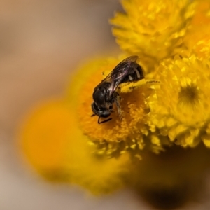 Lasioglossum (Chilalictus) sp. (genus & subgenus) at Holder, ACT - 12 Nov 2023