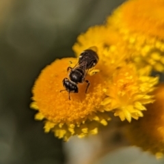 Lasioglossum (Chilalictus) sp. (genus & subgenus) at Holder, ACT - 12 Nov 2023 11:20 AM