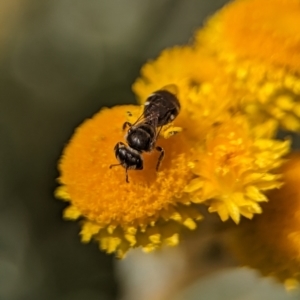 Lasioglossum (Chilalictus) sp. (genus & subgenus) at Holder, ACT - 12 Nov 2023