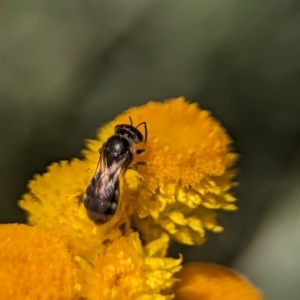 Lasioglossum (Chilalictus) sp. (genus & subgenus) at Holder, ACT - 12 Nov 2023