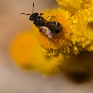 Lasioglossum (Chilalictus) sp. (genus & subgenus) at Holder, ACT - 12 Nov 2023 11:20 AM