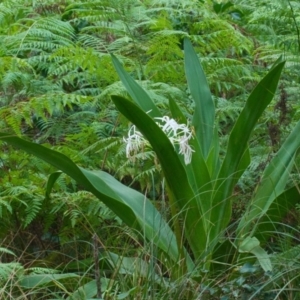 Crinum pedunculatum at suppressed - 31 Oct 2023