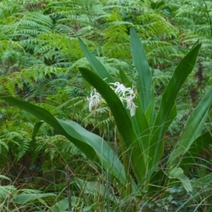 Crinum pedunculatum at suppressed - suppressed