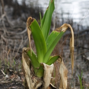 Crinum pedunculatum at suppressed - suppressed