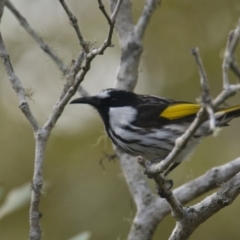 Phylidonyris niger (White-cheeked Honeyeater) at Brunswick Heads, NSW - 1 Nov 2023 by macmad