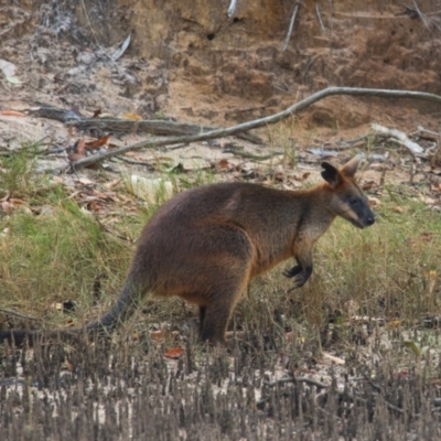 Wallabia bicolor (Swamp Wallaby) at Brunswick Heads, NSW - 1 Nov 2023 by macmad