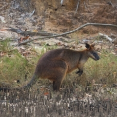 Wallabia bicolor (Swamp Wallaby) at Brunswick Heads, NSW - 31 Oct 2023 by macmad