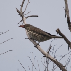 Oriolus sagittatus (Olive-backed Oriole) at Brunswick Heads, NSW - 31 Oct 2023 by macmad