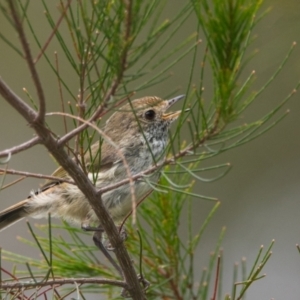 Acanthiza pusilla at Brunswick Heads, NSW - 1 Nov 2023