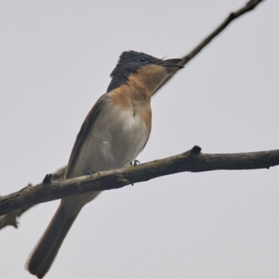 Myiagra rubecula (Leaden Flycatcher) at Brunswick Heads, NSW - 1 Nov 2023 by macmad