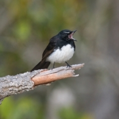 Rhipidura leucophrys (Willie Wagtail) at Brunswick Heads, NSW - 2 Nov 2023 by macmad