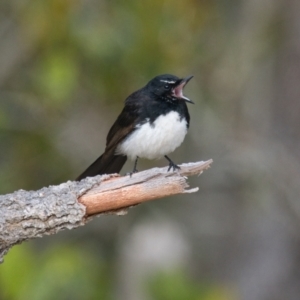 Rhipidura leucophrys at Brunswick Heads, NSW - 2 Nov 2023 07:33 AM