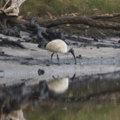 Threskiornis molucca (Australian White Ibis) at Brunswick Heads, NSW - 1 Nov 2023 by macmad