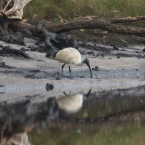 Threskiornis molucca at Wallum - 2 Nov 2023