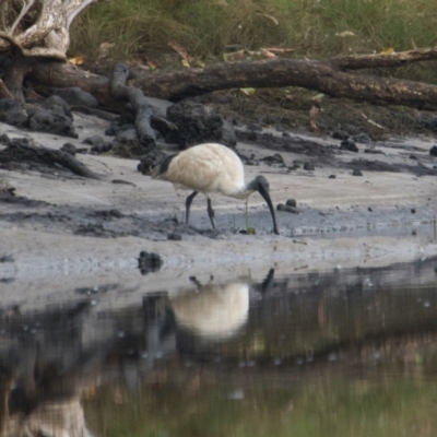 Threskiornis molucca (Australian White Ibis) at Wallum - 2 Nov 2023 by macmad