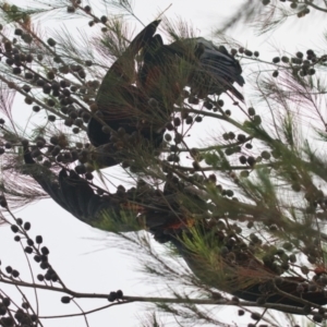 Calyptorhynchus lathami lathami at Brunswick Heads, NSW - suppressed