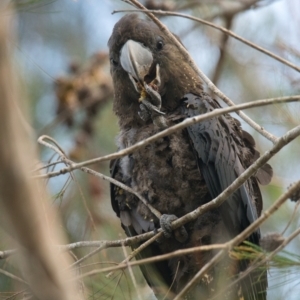 Calyptorhynchus lathami lathami at Brunswick Heads, NSW - 2 Nov 2023