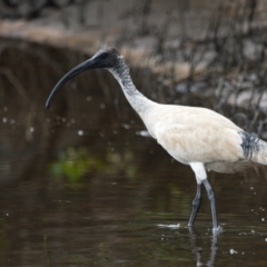 Threskiornis molucca (Australian White Ibis) at Brunswick Heads, NSW - 1 Nov 2023 by macmad