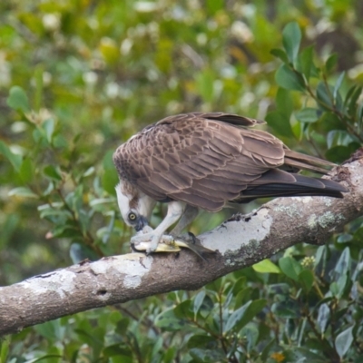 Pandion haliaetus (Osprey) at Brunswick Heads, NSW - 1 Nov 2023 by macmad